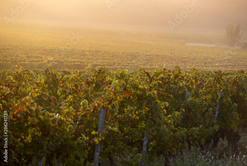 Morning light in the vineyards of Saint Georges de Montagne near Saint Emilion, Gironde, France photo