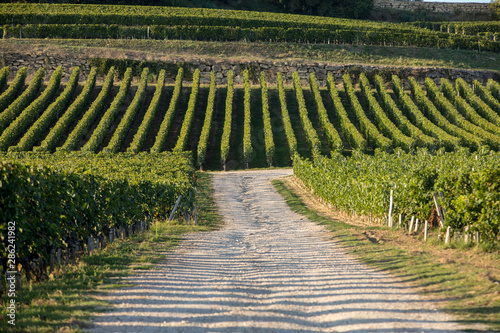 Ripe red Merlot grapes on rows of vines in a vienyard before the wine harvest in Saint Emilion region. France photo