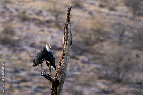 Asian woolly necked stork or Asian white necked stork bird pair on a dead tree perch with beautiful isolated background at ranthambore tiger reserve, rajasthan, india photo