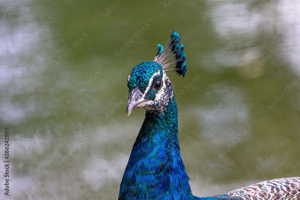 Naklejka premium Peacock in yard