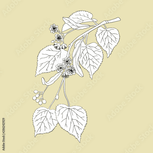 Monochrome Linden Tree on a beige background. Can be used for postcards, invitations, advertising, web, textile and other.