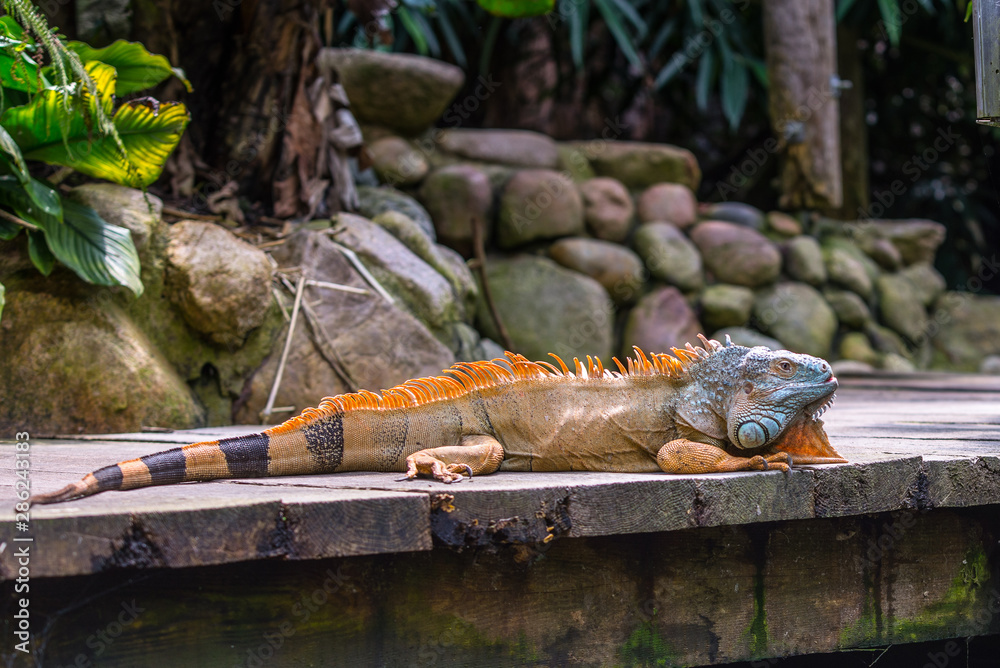Obraz premium Iguana on bridge
