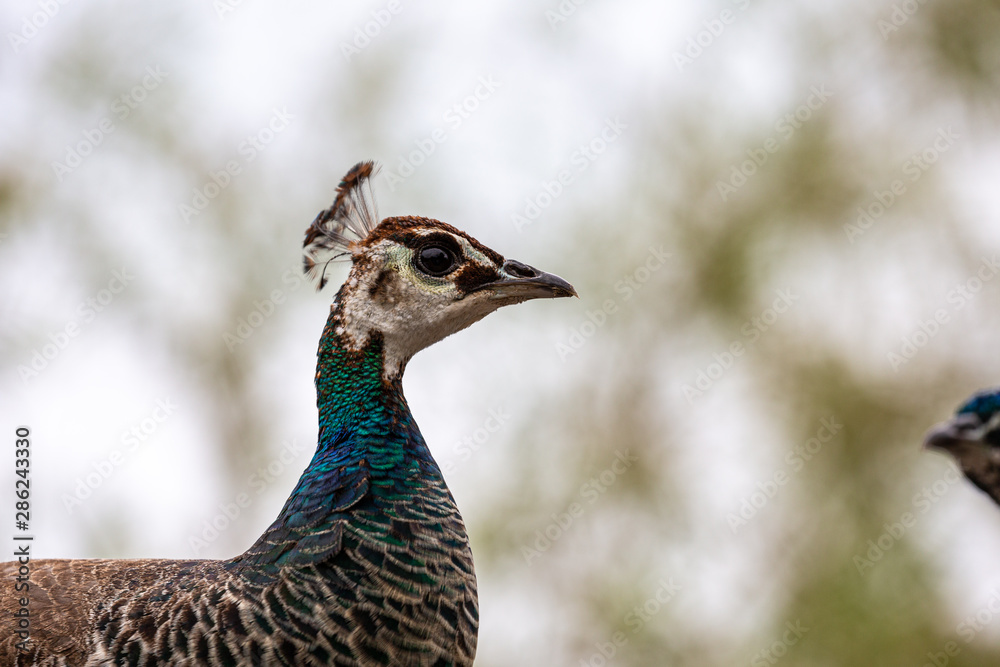 Peacock in yard Peacock in yard