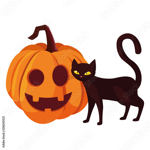 pumpkin cat happy halloween celebration © djvstock