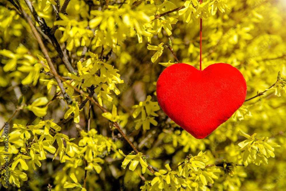 Red heart among the branches of the Forsythia Red heart among the branches of the Forsythia