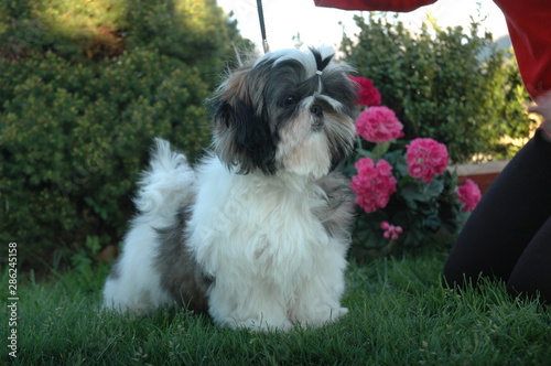 Solarisavis shih tzu