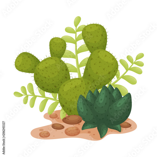 Prickly green cactus. Vector illustration on a white background.