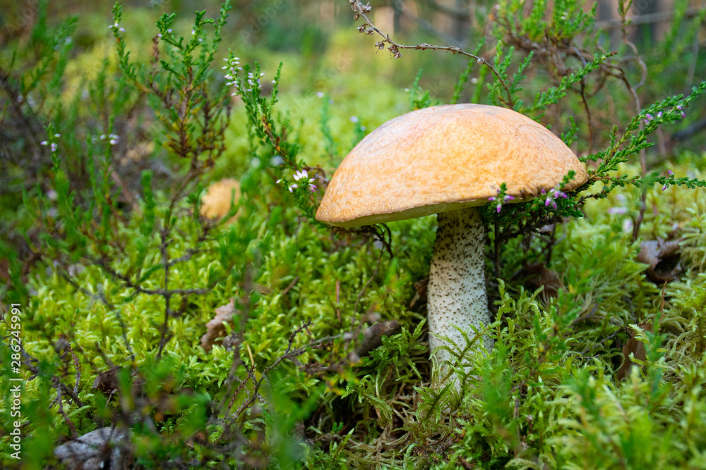 Tasty edible beautiful mushroom boletus edulis, penny bun, cep, porcino or porcini in a beautiful natural landscape among moss and little flowers, close up Tasty edible beautiful mushroom boletus edulis, penny bun, cep, porcino or porcini in a beautiful natural landscape among moss and little flowers, close up
