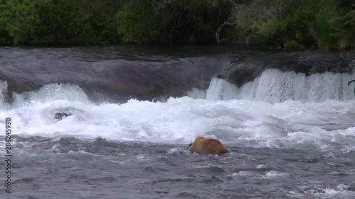 Brooks falls with grizzly bear in foreground with head underwater looking for salmon
