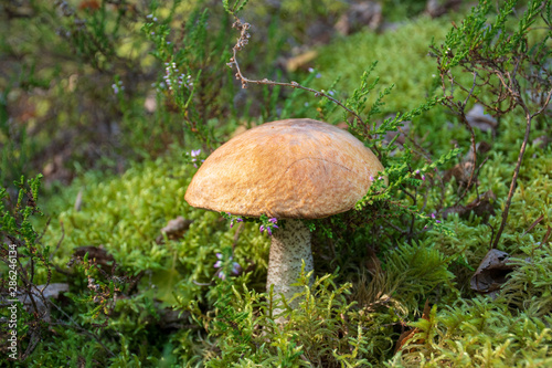 Tasty edible beautiful mushroom boletus edulis, penny bun, cep, porcino or porcini in a beautiful natural landscape among moss and little flowers, close up