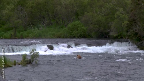 From downstream zoom into grizzly bear at Brooks Falls