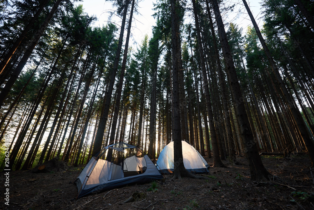 Summer camping in the morning. Two tourist white tents at campsite in the beautiful forest in the mountains. Tourism outdoor active lifestyle concept