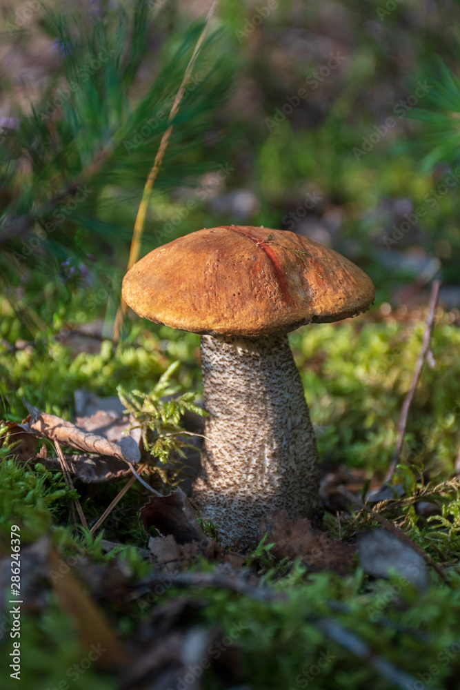 Tasty edible mushroom boletus edulis, penny bun, cep, porcino or porcini in a beautiful forest among moss, close up, vertical Tasty edible mushroom boletus edulis, penny bun, cep, porcino or porcini in a beautiful forest among moss, close up, vertical