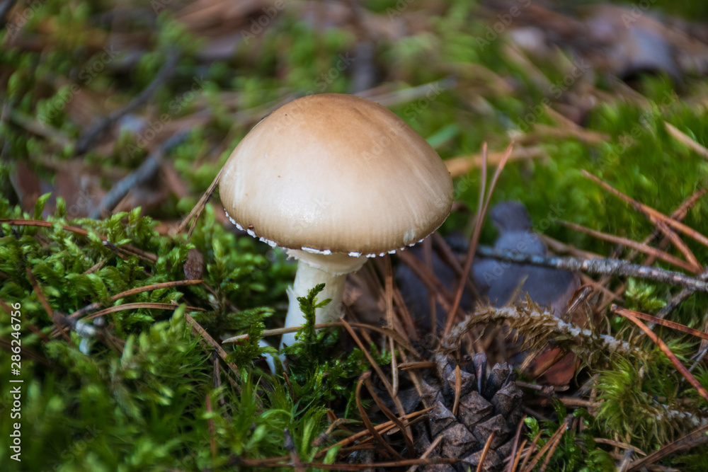 Leucoagaricus poisonous mushroom in a forest among moss Leucoagaricus poisonous mushroom in a forest among moss
