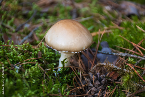 Leucoagaricus poisonous mushroom in a forest among moss
