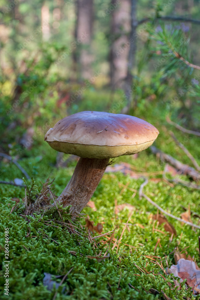 Tasty edible mushroom boletus edulis, penny bun, cep, porcino or porcini in a beautiful forest among moss, close up, vertical Tasty edible mushroom boletus edulis, penny bun, cep, porcino or porcini in a beautiful forest among moss, close up, vertical