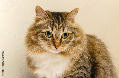 Fluffy cat portrait on a light background