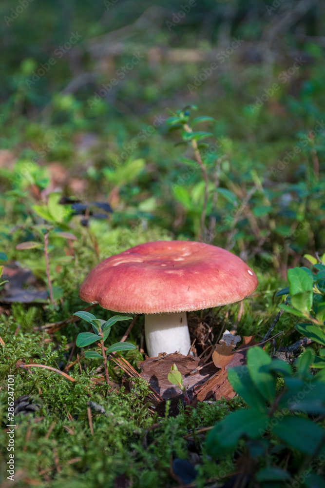 Edible small mushroom Russula with red russet cap in moss autumn forest background. Fungus in the natural environment. Big mushroom macro close up. Inspirational natural summer or fall landscape Edible small mushroom Russula with red russet cap in moss autumn forest background. Fungus in the natural environment. Big mushroom macro close up. Inspirational natural summer or fall landscape