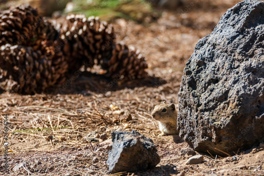Fototapeta premium Curious Ground Squirrel in California