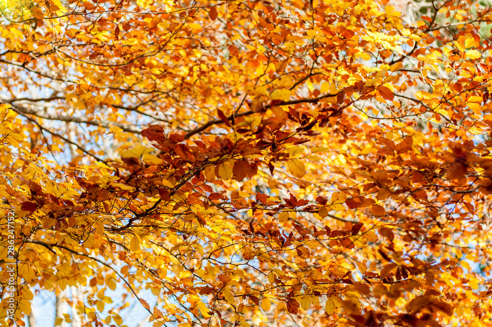 Yellow leaves on the tree. Golden leaves in autumn park. Autumn concept. Fall background