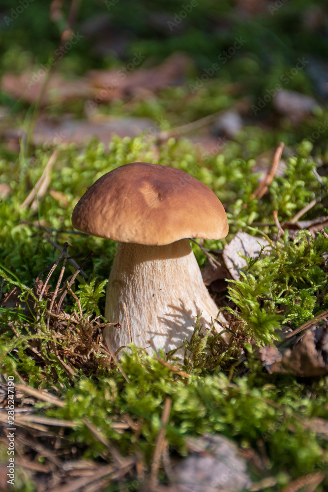 Tasty edible mushroom boletus edulis, penny bun, cep, porcino or porcini in a beautiful forest among moss, close up, vertical Tasty edible mushroom boletus edulis, penny bun, cep, porcino or porcini in a beautiful forest among moss, close up, vertical
