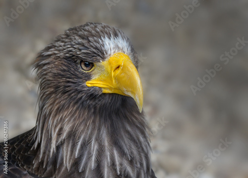 Portr  t von einem Seeadler