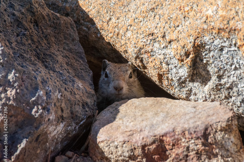 Curious Ground Squirrel in California