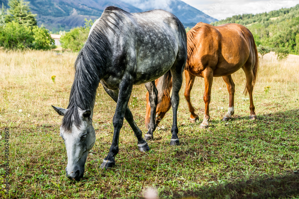 chevaux