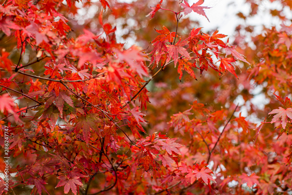 Fall season. Japanese red maple tree background Fall season. Japanese red maple tree background