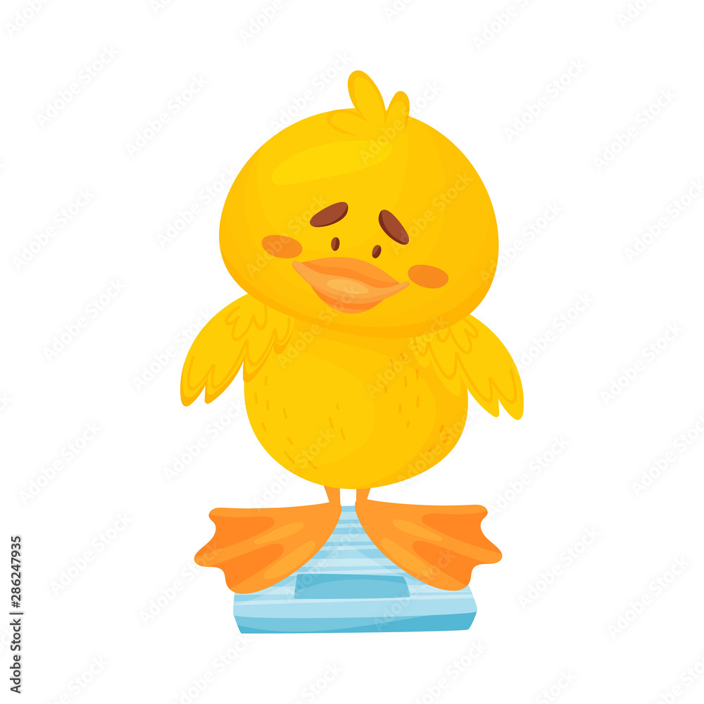 Cute duckling is standing on the scales. Vector illustration on a white background. Cute duckling is standing on the scales. Vector illustration on a white background.