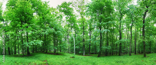 Green forest panorama at rain