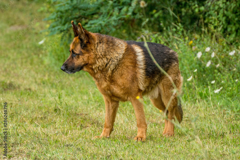 Fototapeta premium berger allemand