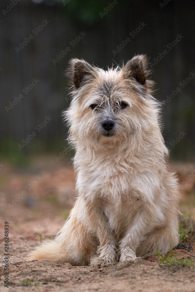 domestic thoroughbred dog playing on the grass domestic thoroughbred dog playing on the grass