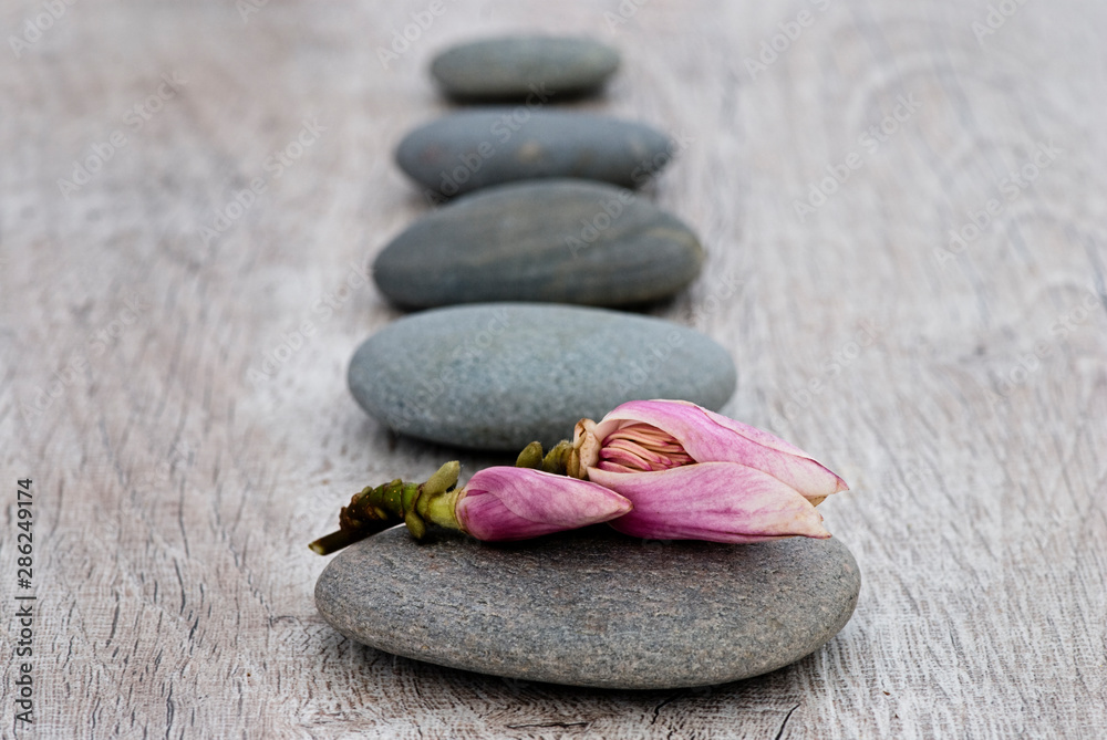 Fototapeta premium Magnolia Flower Bud And Grey Pebble