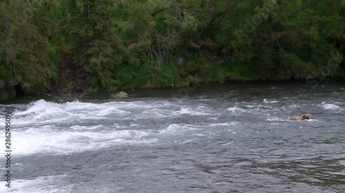 grizzly bear in middle of river, swims/walks toward camera