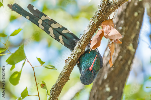 Green wood-hoopoe, Phoeniculus purpereus, in an upside-down position photo