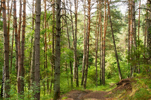 forêt