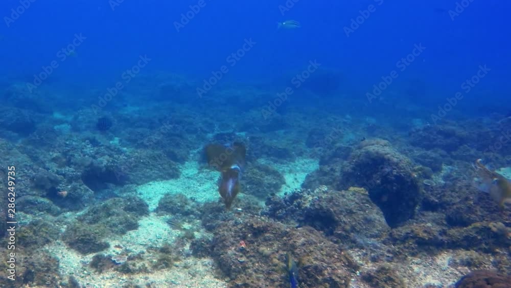 Squid Pair Swimming Underwater In Calm Blue Sea Water On Peaceful Coral Reef. Graceful Southern Calamari Reef Squid & Sunlit Sea Surface. Beautiful Colourful Marine Life & Aquatic Underwater Wildlife Squid Pair Swimming Underwater In Calm Blue Sea Water On Peaceful Coral Reef. Graceful Southern Calamari Reef Squid & Sunlit Sea Surface. Beautiful Colourful Marine Life & Aquatic Underwater Wildlife