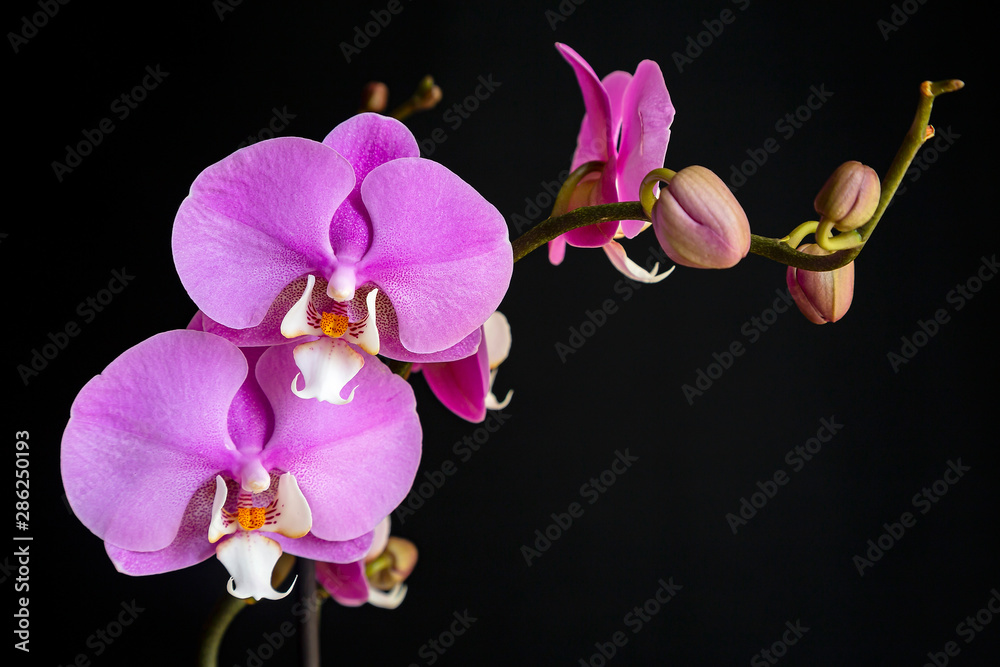 Orchidea