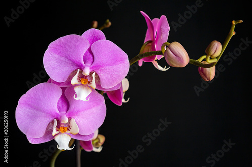 Obraz na płótnie Orchidea w salonie