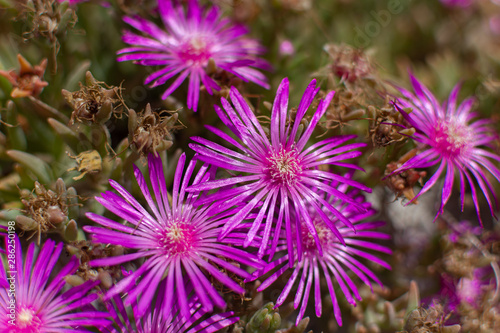 Mesembriatemo.  The mesembriantemo is a small succulent plant that forms compact or hanging bearings and, during flowering, covered with bright colors. photo