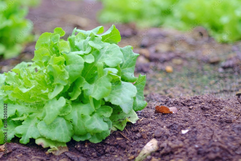 fresh green lettuce in the farm fresh green lettuce in the farm