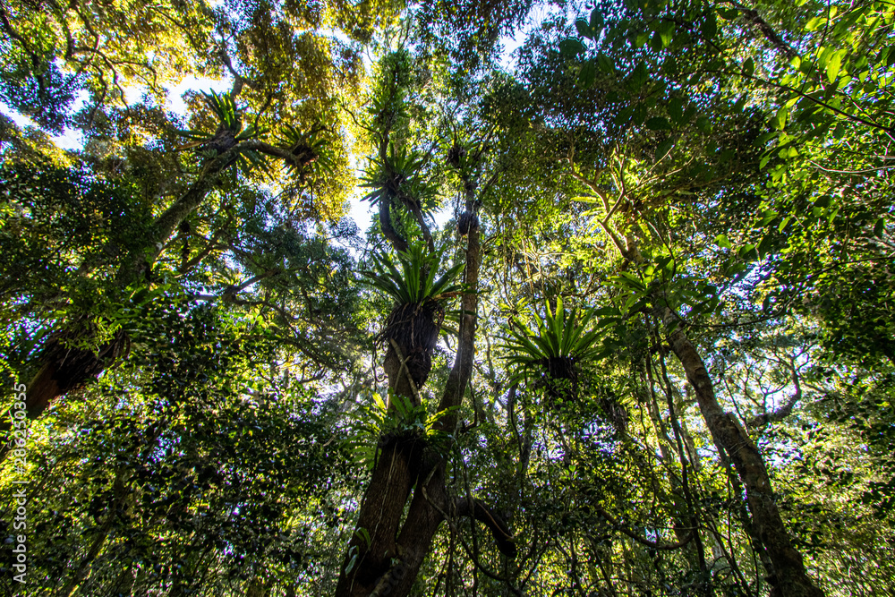 Obraz premium Tropical forest