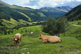 cattle in rauris valley in the high tauren mountains in austria, salzburg land