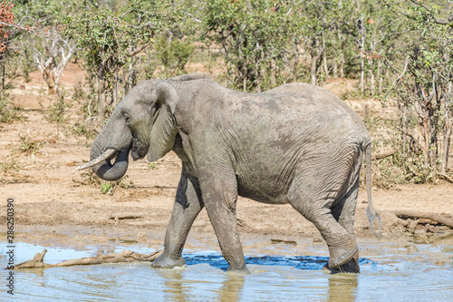 Muddy african elephant. Loxodonta africana, drinking water