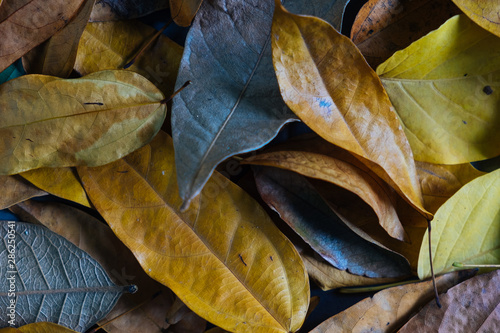 Yellow and orange autumn leaves background. Outdoor. Colorful backround image of fallen autumn leaves perfect for seasonal use. Space for text.