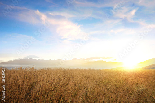 Dry grass field with sunlight