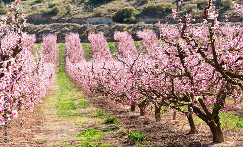 blooming peach trees in spring photo