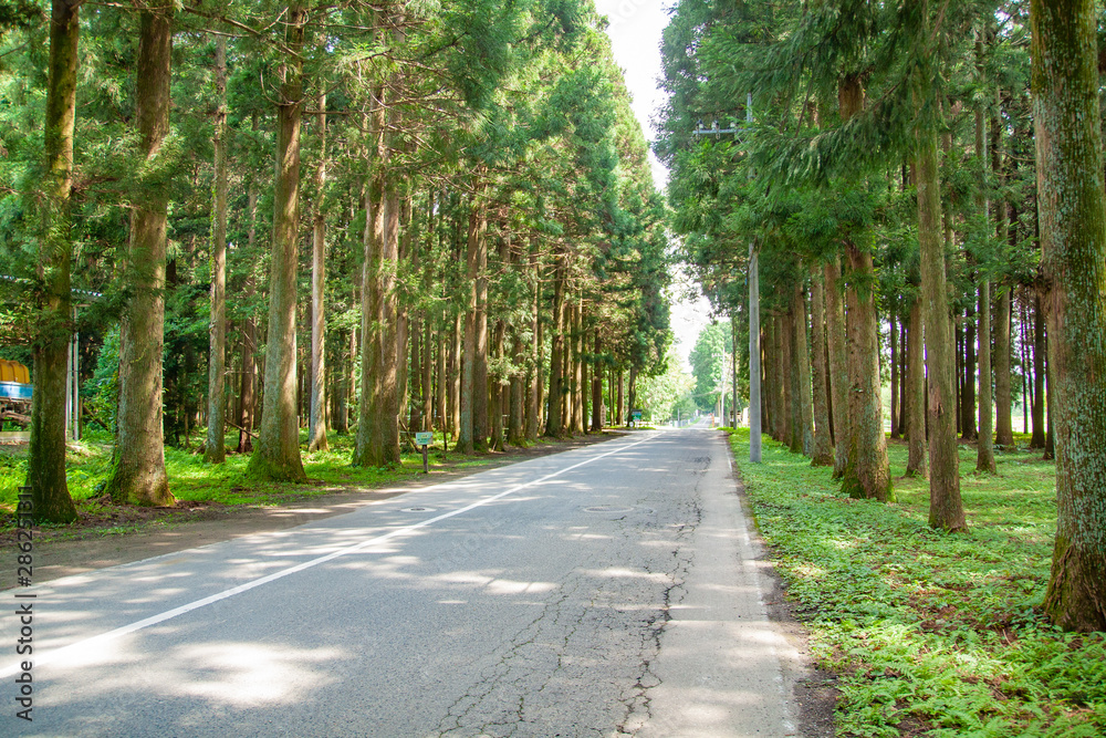 Obraz premium 林道