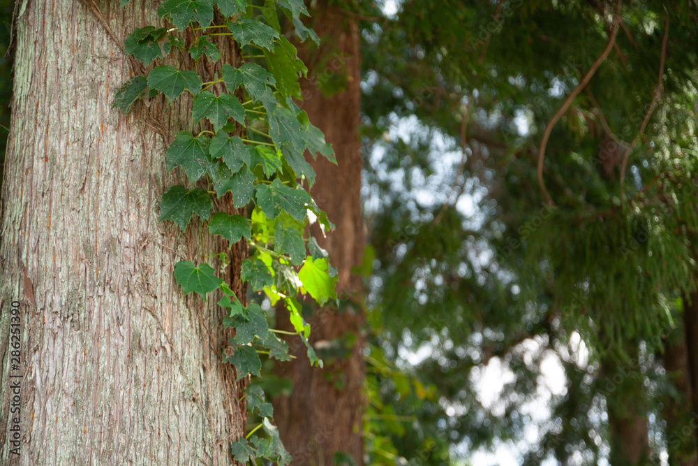 Obraz premium 松の木